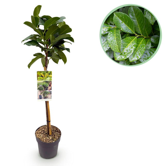 Prunus Laurocerasus Etna® - Plant op stam - ↕90cm - Ø19cm