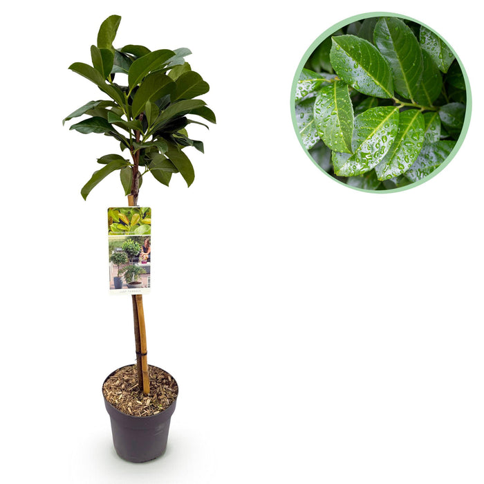 Tuinplant - Prunus lauroverasus Etna® - Plant op stam - Terras Plant - Bladhoudend - Weinig Onderhoud - Pot 19cm Hoogte 90cm