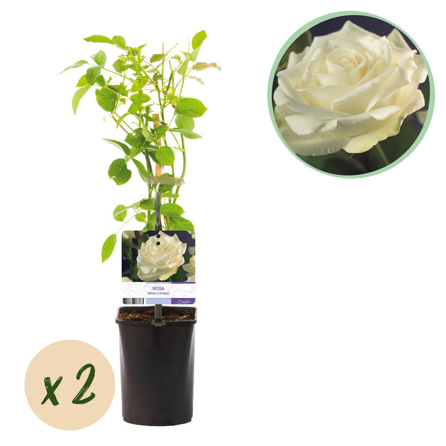 Kletterrose – Rosa White Climber – Weiße Blüten – Pflegeleicht – 2 Pflanzen – Topf: 11 cm, Höhe: 40 cm