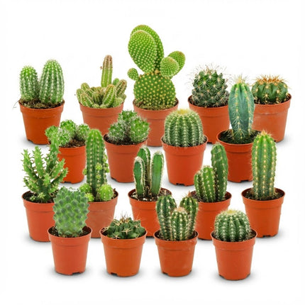 Mini cactus en lot - ↕5-10 cm - Ø5,5 cm - 18 pièces