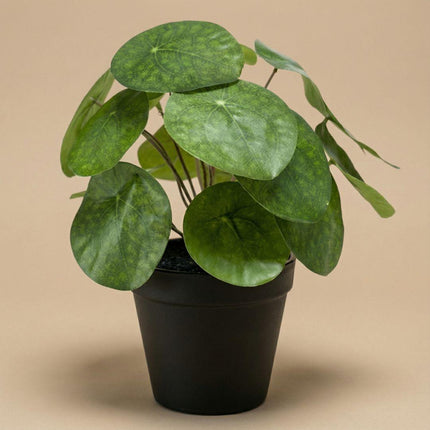 Artificial Pilea bush plant in black pot - ↕25 cm