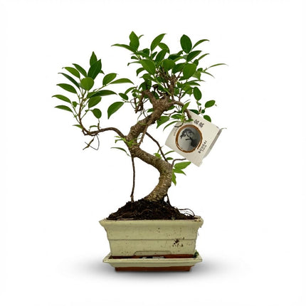 Arbre bonsaï en forme de S - ↕30-35 cm - Ø15cm (céramique mixte)