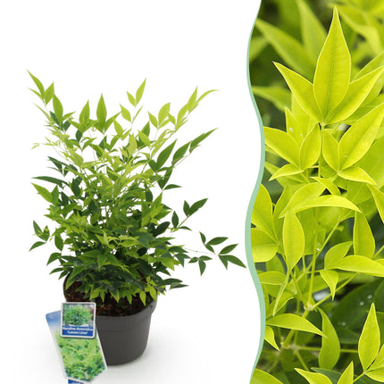Nandina Lemon & Lime - Geel - 1 Plant - Groenblijvend - Weinig Onderhoud - Pot 17cm Hoogte 45cm