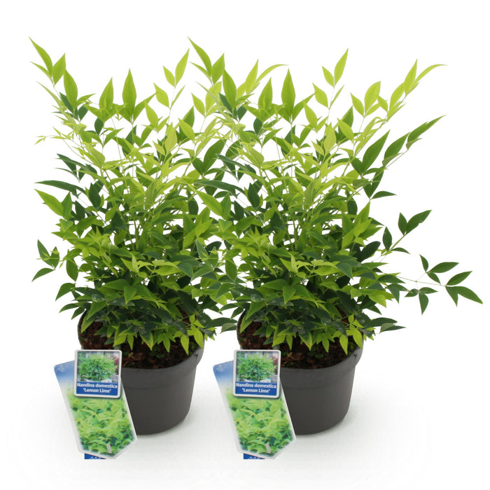 Nandina Lemon & Lime - Geel - 2 Planten - Groenblijvend - Weinig Onderhoud - Pot 17cm Hoogte 45cm