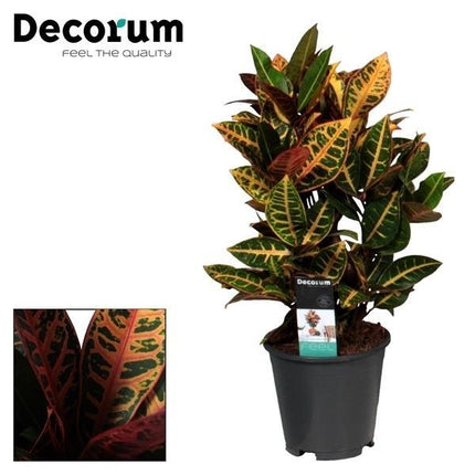 Croton Petra - ↕55cm - Ø17cm