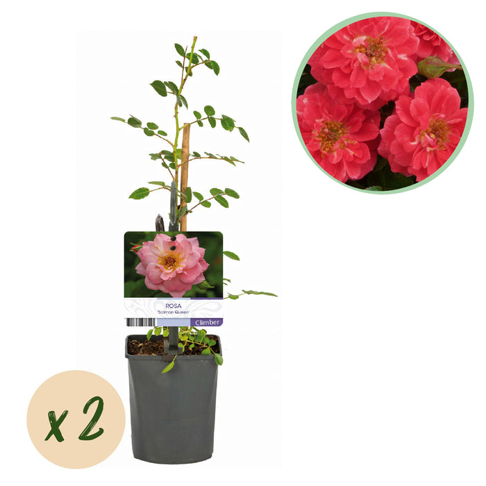 Klimroos - Rosa Salmon Queen - Bloem Licht roze - Weinig onderhoud - 2 planten - Pot 11cm Hoogte 40cm