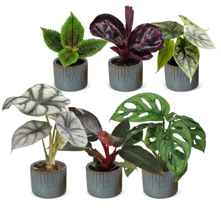Baby Planten Jungle Mix - Diversen 6x - Tropisch - incl. Linnea Misty Blue - Ø6cm - ↕10-15cm