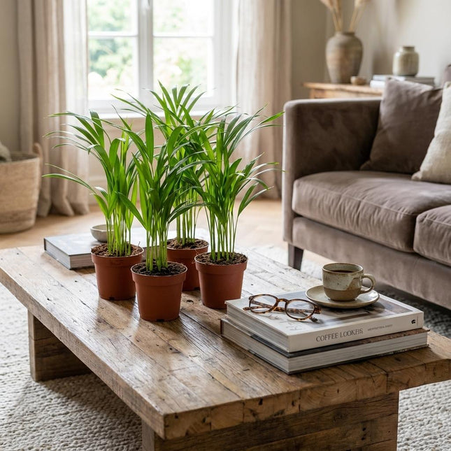 Areca Dypsis Lutescens – Goldpalme – ↕40 cm – Ø12 cm – 4 Stück