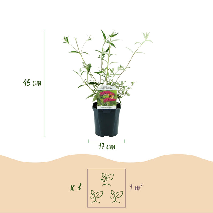 Buddleja davidii Royal Red - Vlinderstruik - Rood - ↕45cm - Ø17cm - 3x