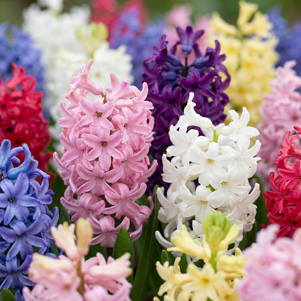 20x Hyacinthus mix - Bloembollen - Hyacint mix - Diversen - Voorjaarsbloeier - Bolmaat 14/15