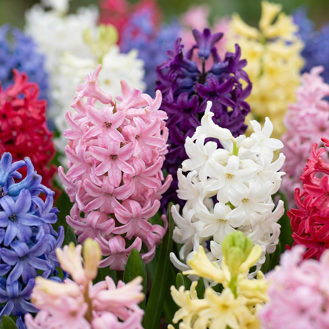 20x Hyazinthen-Mix – Blumenzwiebeln – Hyazinthen-Mix – Verschiedenes – Frühjahrsblüher – Zwiebelgröße 14/15