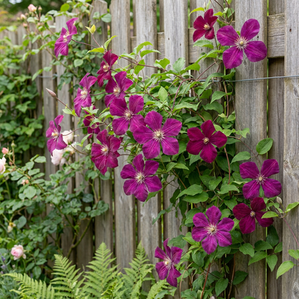 Clematis Rouge Cardinal - Klimroos Rouge Cardinal 2x - Rood - Klimplant - Ø9cm - ↕35cm