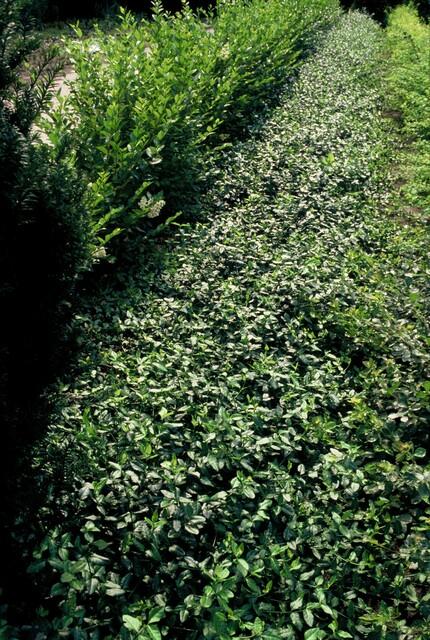 Euonymus fortunei 'Dart's Blanket' - Japanse Kardinaalsmuts - ↕10-25cm - Ø9cm - 40x