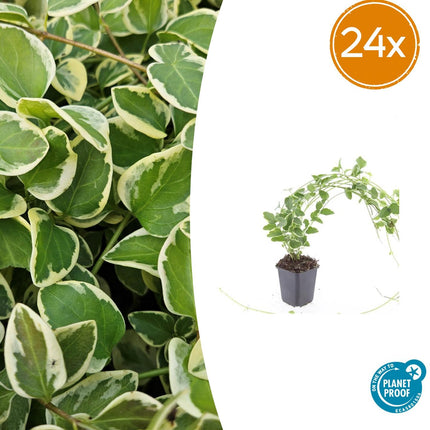 Vinca major 'Variegata' - Pervinca grande - ↕10-25cm - Ø9cm - 24x