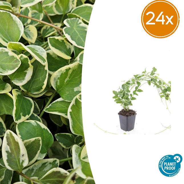 Vinca major 'Variegata' - Grande pervenche - ↕10-25cm - Ø9cm - 24x
