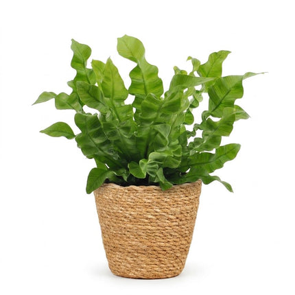 Asplenium Crispy Wave - Asplenium Crispy Wave - met Mand - Pot 12cm - Hoogte - 30cm
