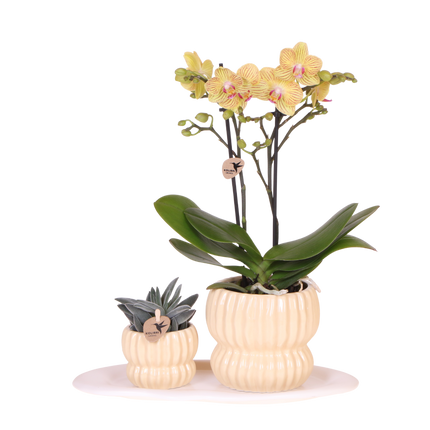 Kolibri Orchids | Gift Set Horizon Geel - Gele Phalaenopsis Orchidee Blossom Lima & Succulent