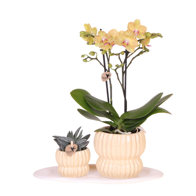 Kolibri Orchids | Gift Set Horizon Geel - Gele Phalaenopsis Orchidee Blossom Lima & Succulent