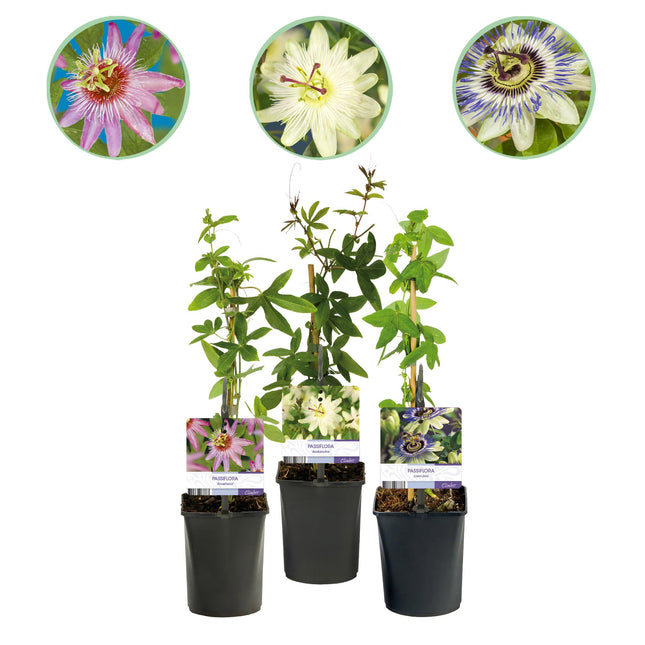 Passiflora Tricolour - Passion Flower - Flower Pink White Purple - ↕40cm - Ø11cm - 3x