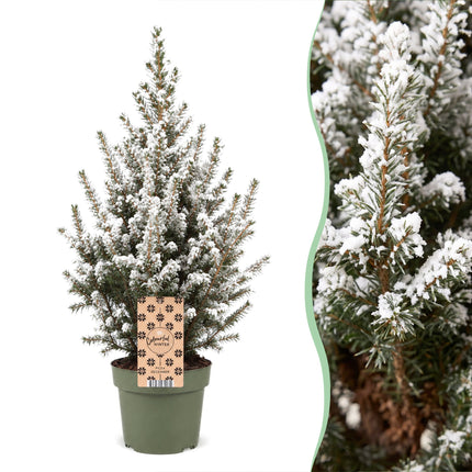 2x Picea glauca Conica - Kegelspar - Groen - Wit - Kerstboom - Ø17cm - ↕65cm
