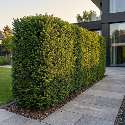 Taxus baccata - Venijnboom - 40x Haagplanten - Groenblijvend - Groen - Pot 9cm - Hoogte 20-30cm