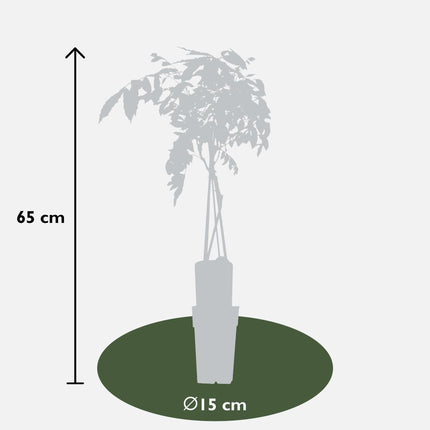 Wisteria sinensis 'Prolific' - Blauwe regen - ↕65cm - Ø15cm - 2x