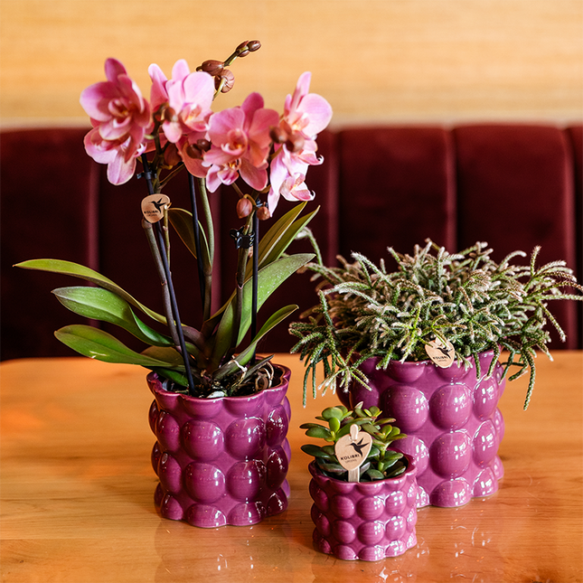 Kolibri Home | Maceta decorativa Cotton Shine - Morada - Ø6cm
