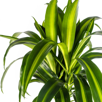 Dracaena Deremensis Hawaiian Sunshine mit Korb – ↕130-150cm – Ø24cm
