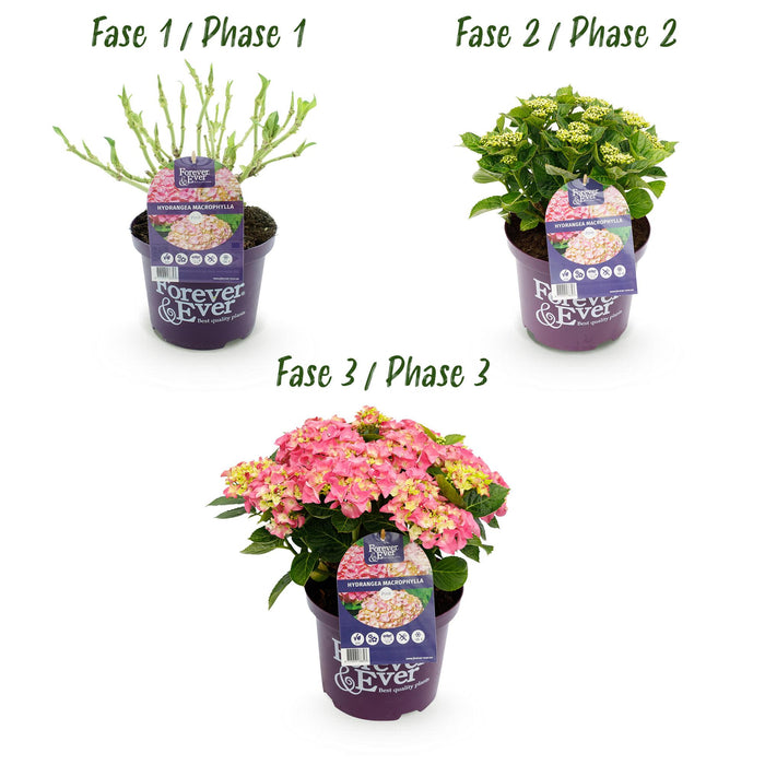 Terrasplant - Hortensia - Hydrangea Forever & Ever - Roze - 7-12 Bloemen - Pot 23cm Hoogte 55cm