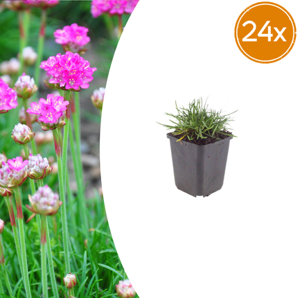 Armeria maritima 'Splendens' - Engels Gras - ↕10-25cm - Ø9cm - 24x