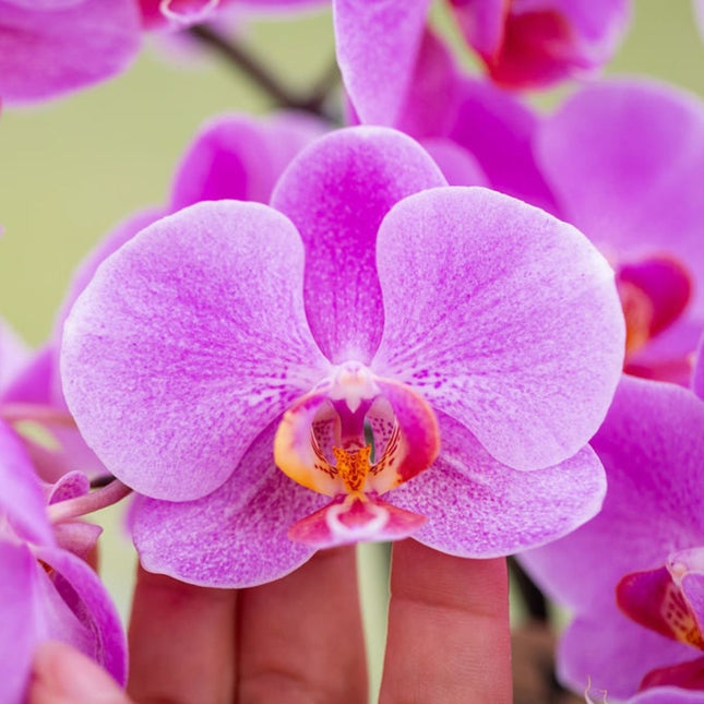 Kolibri Orchids | Combi Deal - 4 Roze-Paarse Phalaenopsis Orchideeën Mineral Frederikstad - Ø9 cm