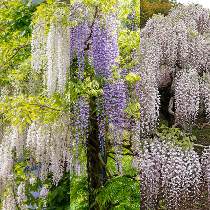 Blå blåregn - Wisteria floribunda Tricolour - Blomster Blå Pink Hvid - ↕40cm - Ø11cm - 3x