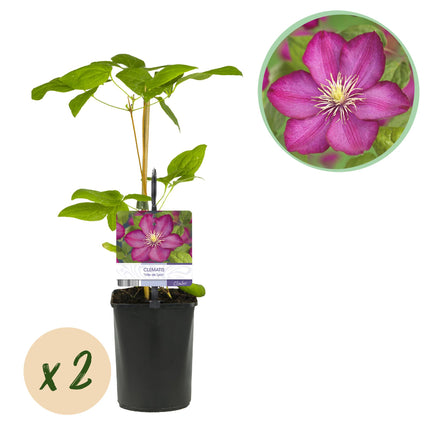 Clematis Ville de Lyon - Bosrank - Bloem Roze - ↕40cm - Ø11cm - 2x