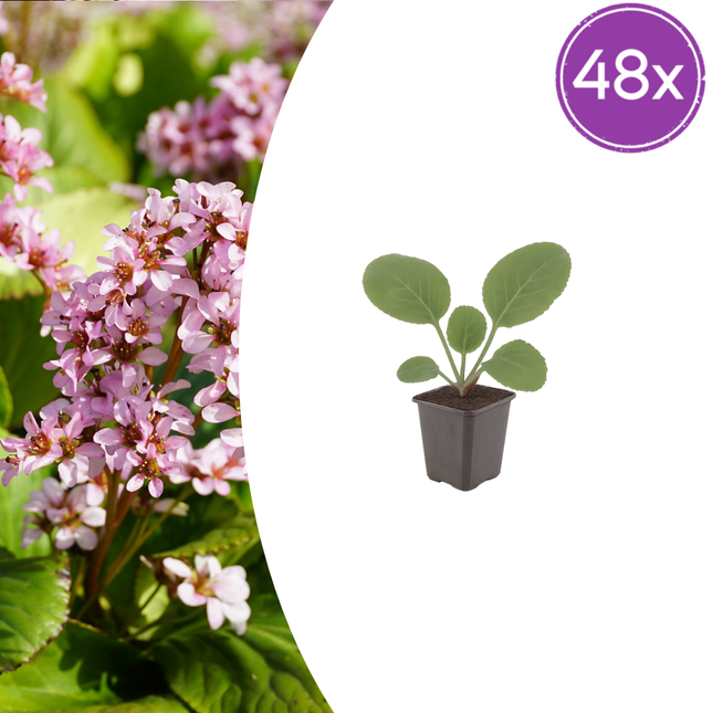 Bergenia cordifolia - Schoenlappersplant - ↕10-25cm - Ø9cm - 48x