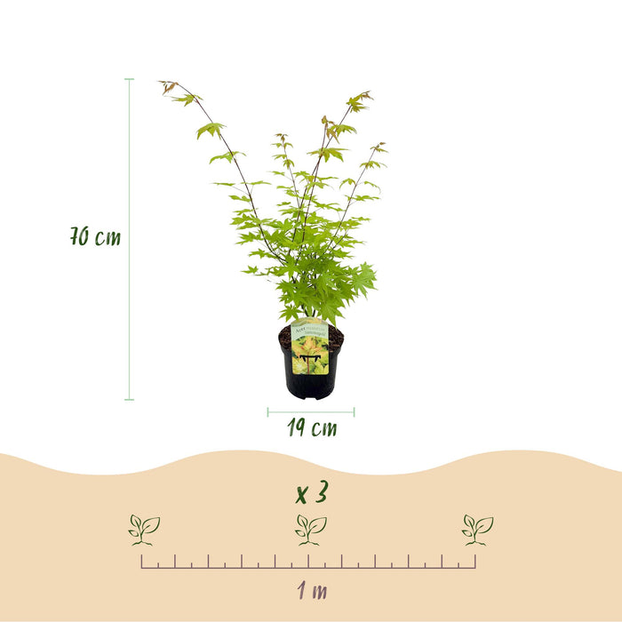 Terrasplant - Japanse Esdoorn - Acer palmatum Summergold - Geel - 2 Planten - Bladverliezend - ↕70cm - Ø19cm