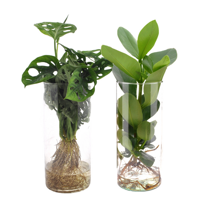 Cylinder glass Duo Monstera/Clusia - ↕25-40cm - Ø12cm - 2x