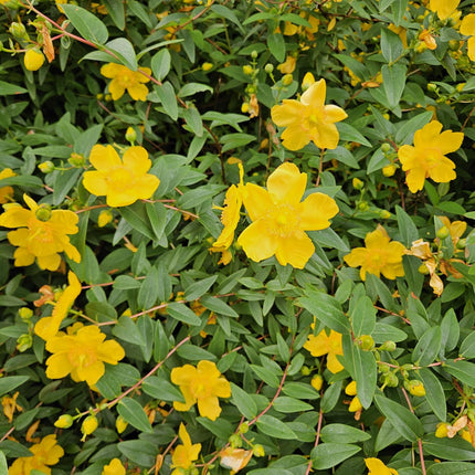 Hypericum dummeri 'Peter Dummer' - ↕10-25cm - Ø9cm - 48x