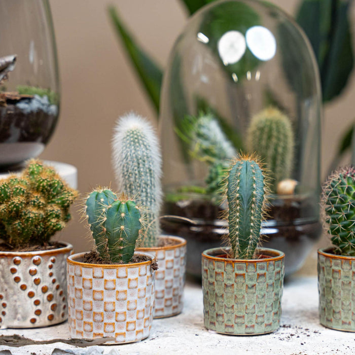 Cactus Set of 6 in Ceramic Mini Pots Madrid - ↕8–12cm