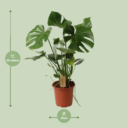 Monstera Deliciosa - Hole plant - ↕60cm - Ø21cm