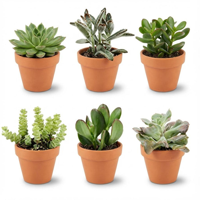 Mini Vetplanten Mix - ↕5-10cm - Ø8,1cm - Terracotta Potten - 6x
