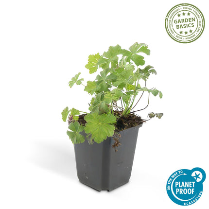 Geranio cantabrigiense 'Biokovo' - ↕10-25cm - Ø9cm - 60x