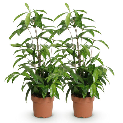 Dracaena surculosa - Dragonnier - ↕60-70cm - Ø17cm - 2x