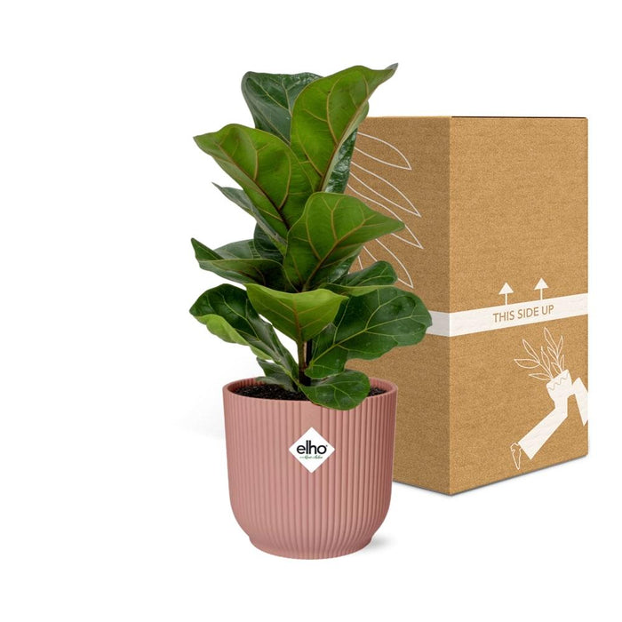 Ficus Lyrata ‘Bambino’ in elho Vibes Fold Ø14cm roze