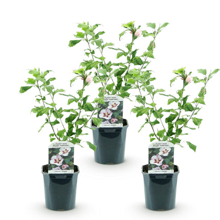Hibiscus syriacus Hamabo - Tuin Hibiscus - Wit - Roze - ↕45cm - Ø17cm - 3x