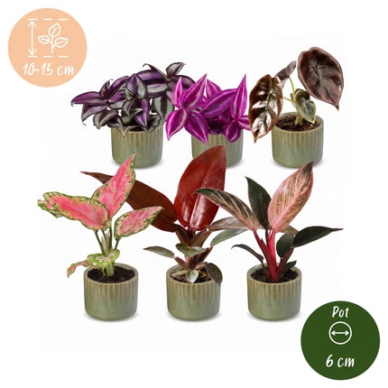 Baby Planten Paradise Mix - Diversen 6x - Tropisch - incl. Linnea Olive - Ø6cm - ↕10-15cm