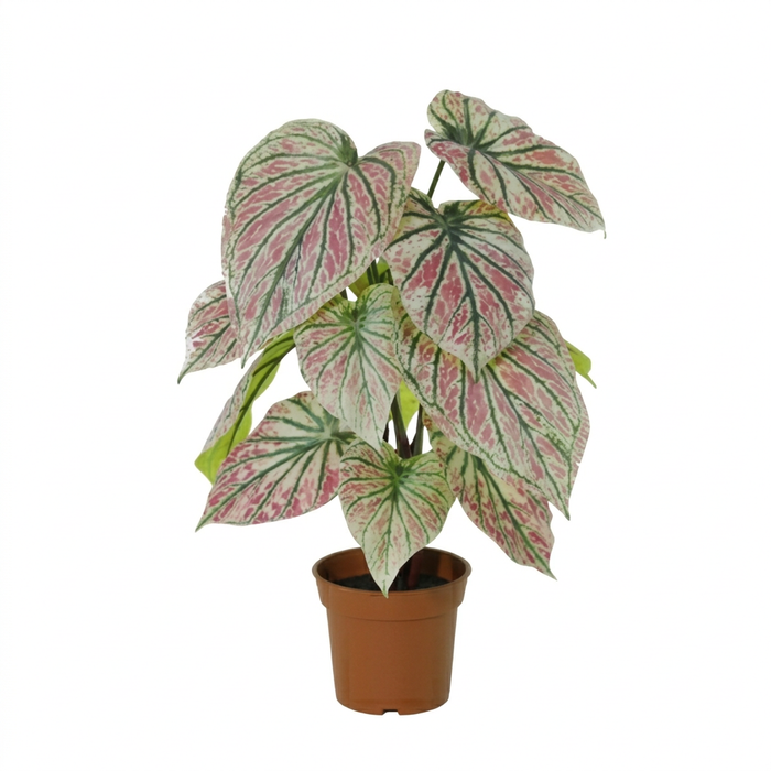 Caladium artificiel vert/rose - ↕57cm