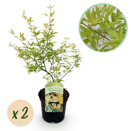 Japanse Esdoorn - Acer palmatum Methamorphosa - Groen - ↕70cm - Ø19cm - 2x