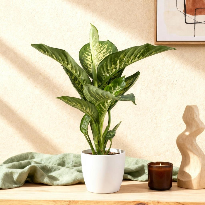 Dieffenbachia Tropic Snow - met witte plantenpotten - ↕90-100cm - Ø21cm