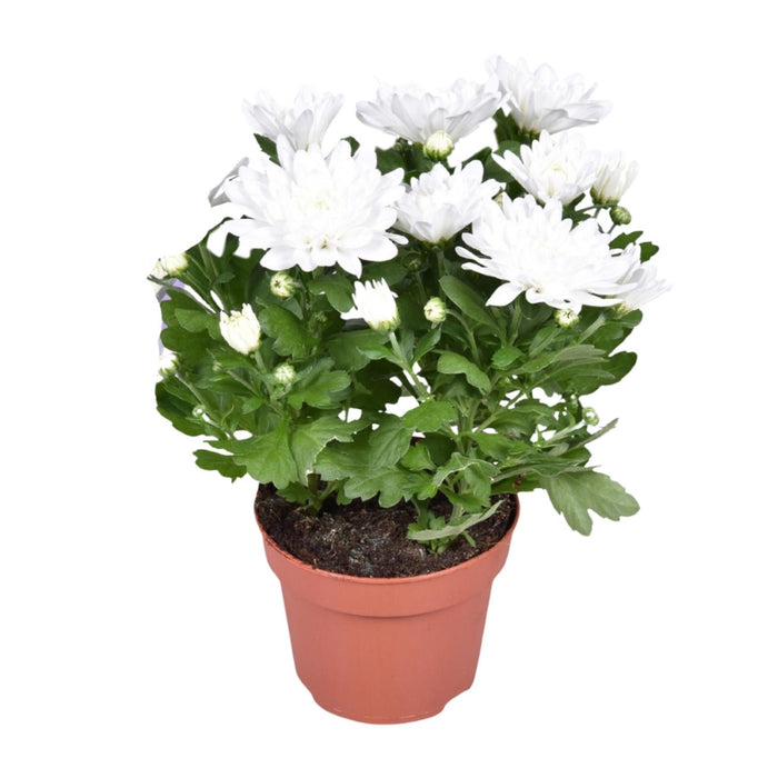 Chrysanthemum Brave - ↕26cm - Ø12cm