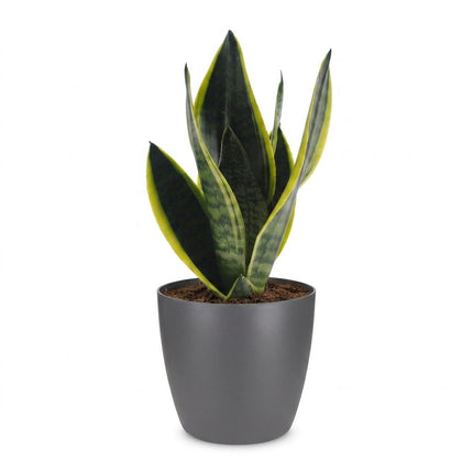 Sansevieria Future Superb - Vrouwentong - met Potter Grijs - Pot 12cm - Hoogte - 35cm
